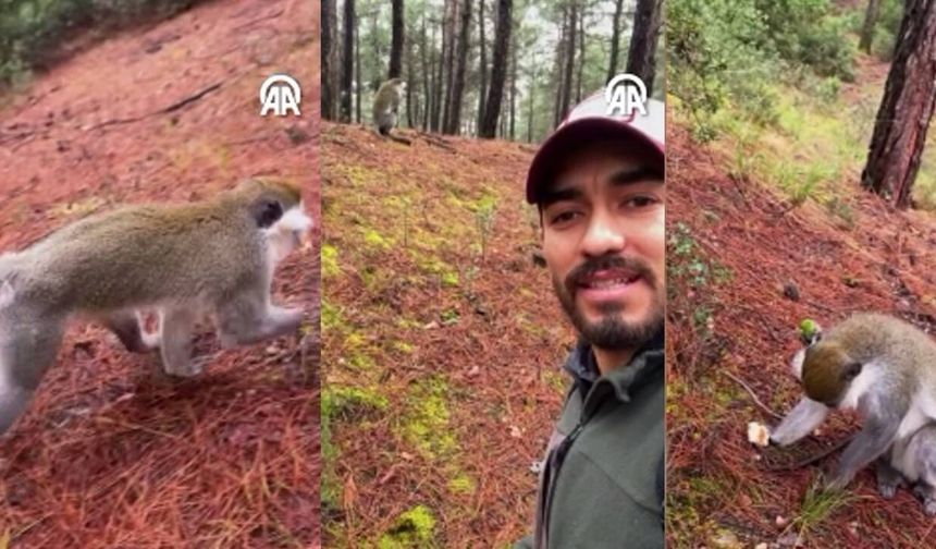 Mantar toplamaya gitti, maymun buldu! O anlar kamerada