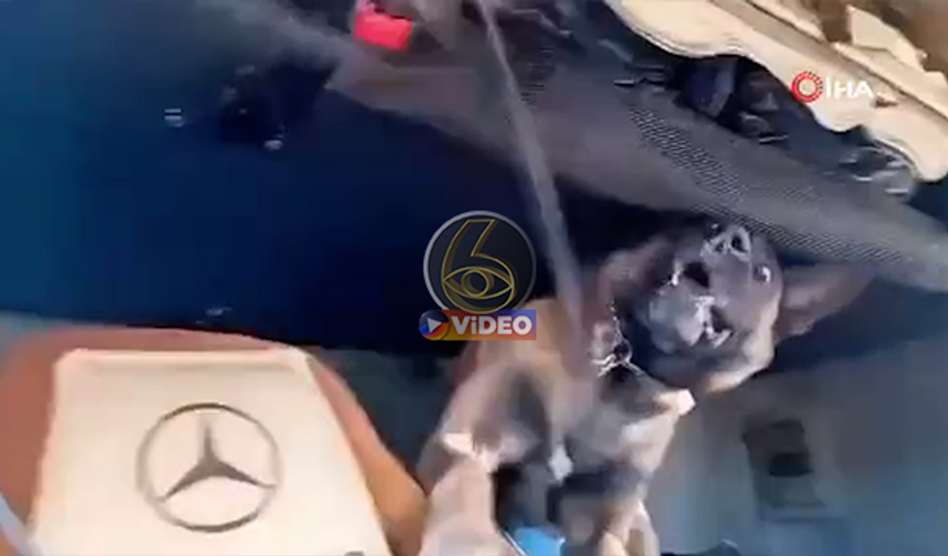 Narkotik köpeği uyuşturucu sevkiyatına izin vermedi | VİDEO