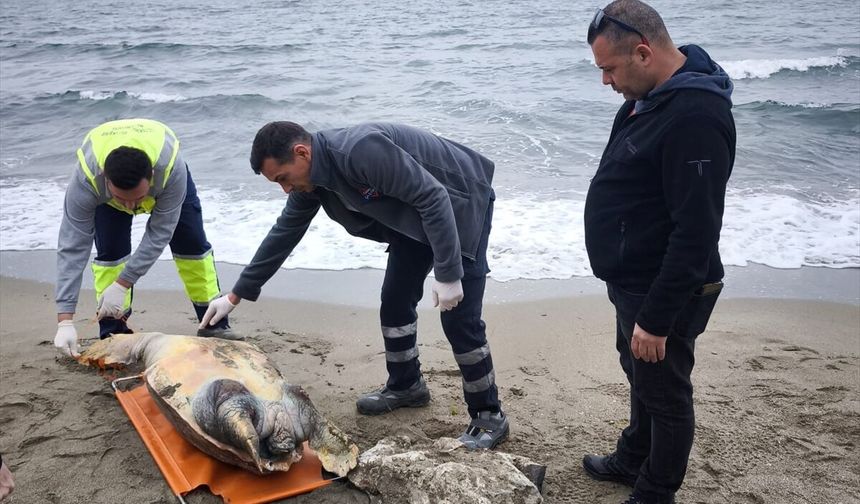 Tekirdağ'da üzücü manzara: Sahile ölü caretta caretta vurdu