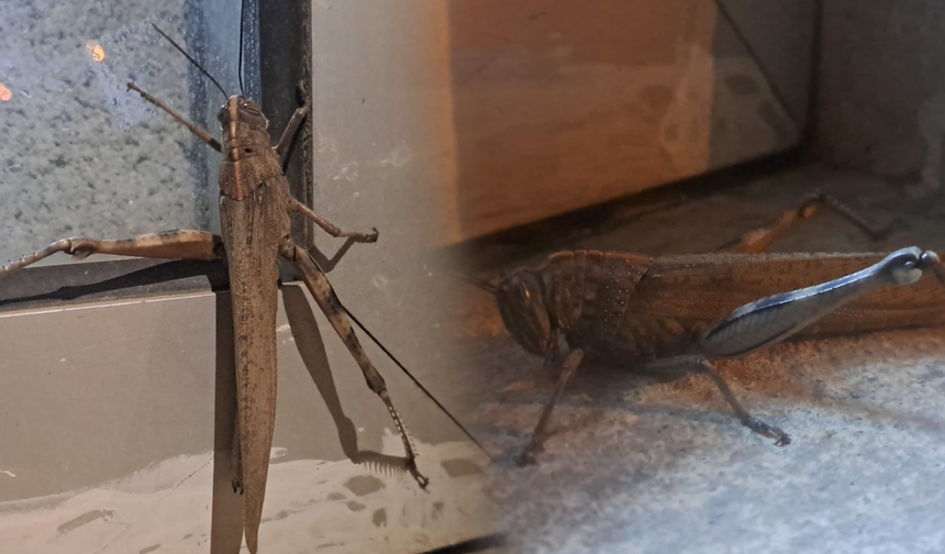 Görenler şaştı kaldı! Diyarbakır'da 25 santimetrelik etçil çekirge