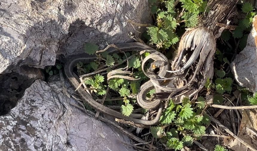 Görenler Brezilya sanıyor, burası Hakkari! 'Yılan Pınarı'na bakamayacaksınız