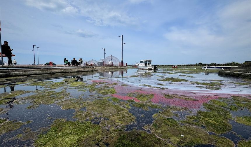 Samsun'da Atakum sahilinde yosun tabakası oluştu