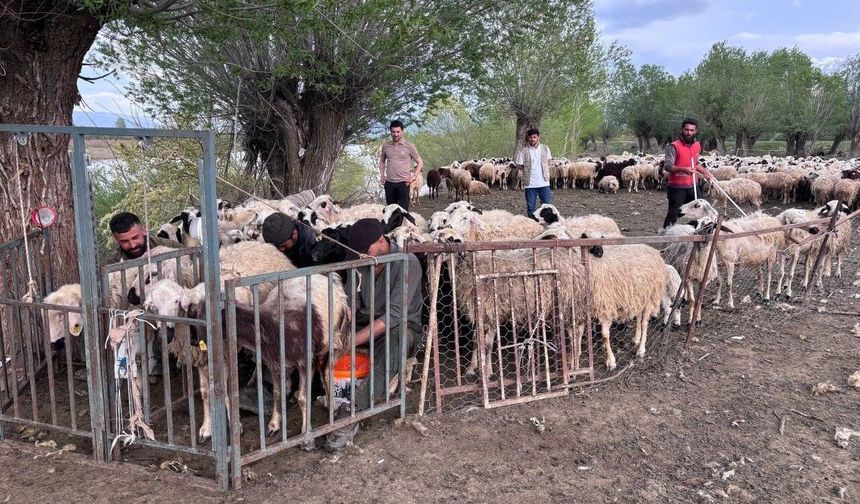 Çobanlıkta yeni formül: 150 bin maaşı beğenmeyenler sektörü Afganlara kaptırdı