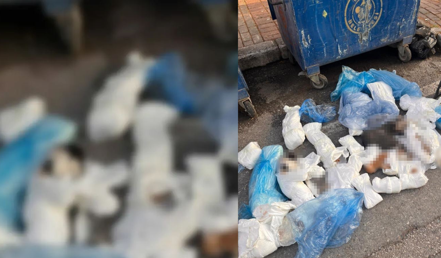 33 kediyi öldüren cani veteriner serbest bırakılmıştı! Bu kez tutuklandı