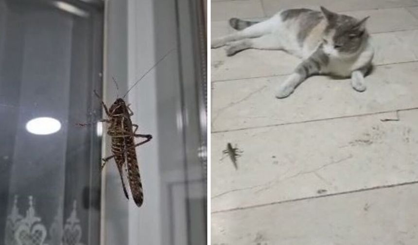 Vatandaşlar ne yapacağını şaşırdı! İstanbul'da çekirge hareketliliği