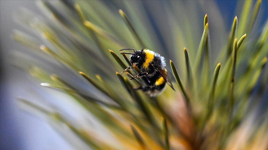 Bombus Arı Iklim