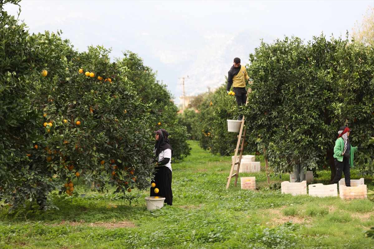 portakal hasadı