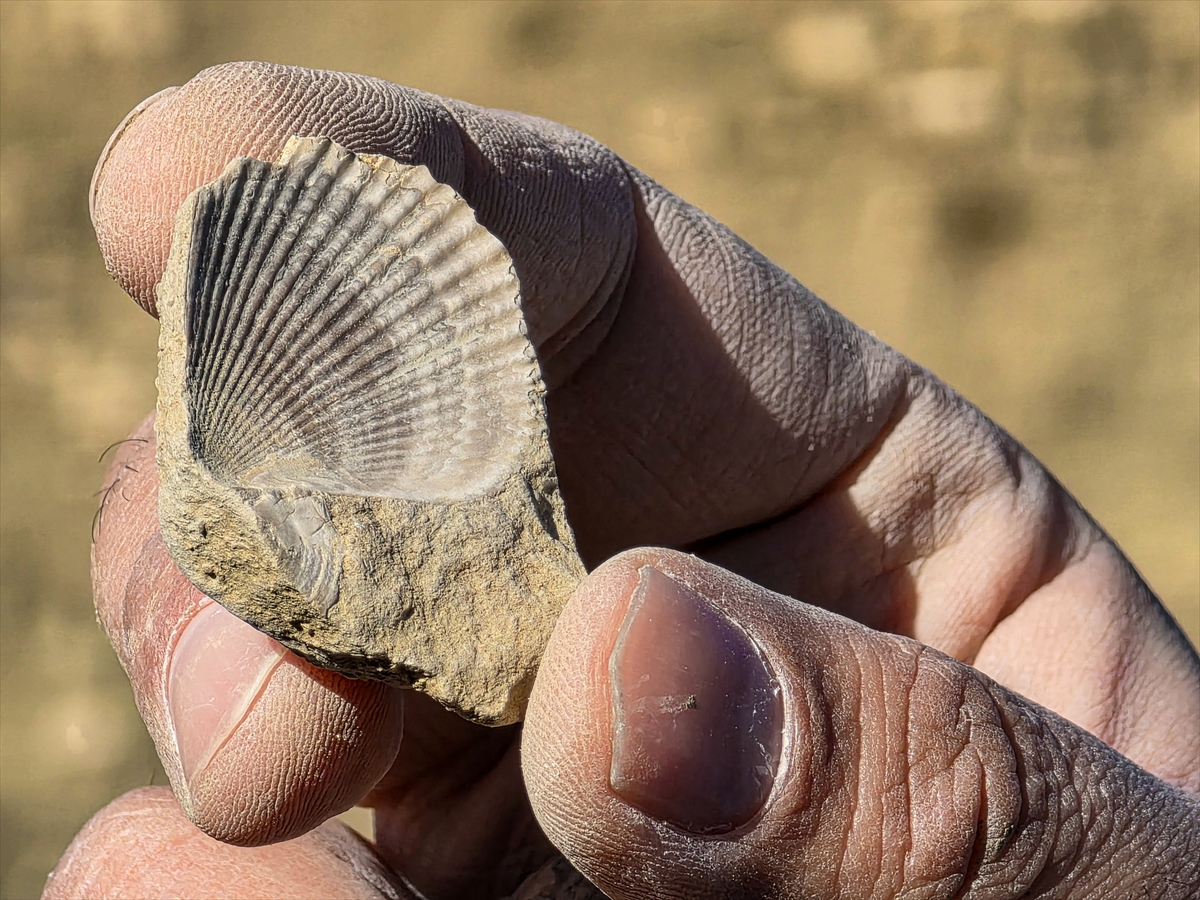 A A 20251128 39833189 39833185 B I N G O L D E 50 M I L Y O N Y I L L I K O L D U K L A R I D E G E R L E N D I R I L E N D E N I Z C A N L I S I F O S I L L E R I B U L U N D U