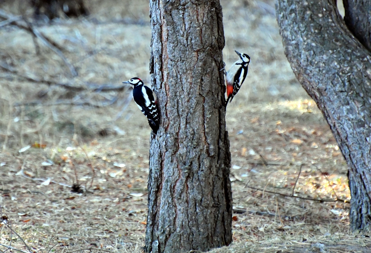 Sarıkamış'ta doğa şöleni