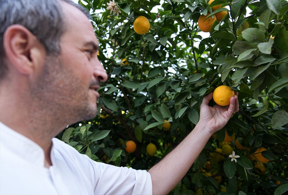 A A 20251223 40053068 40053065 U R L A G A S T R O N O M I D E Y I L D I Z T O P L A M A R O T A S I N I N D U R A G I O L D U