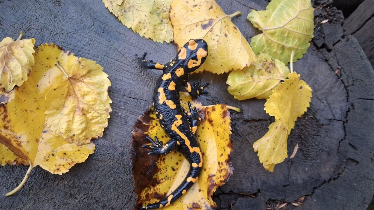 Adana'da sarı benekli semender görüldü