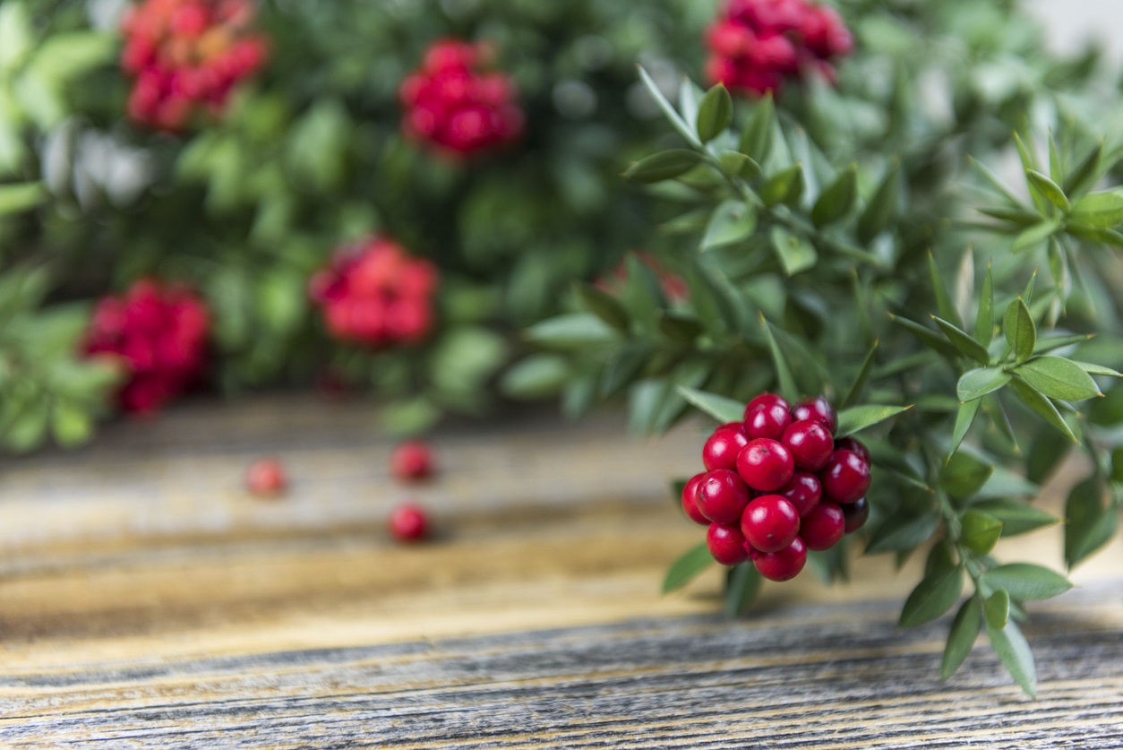 Kokina Detay Görsel