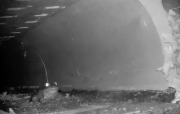 Kurbağaaşkı1224256