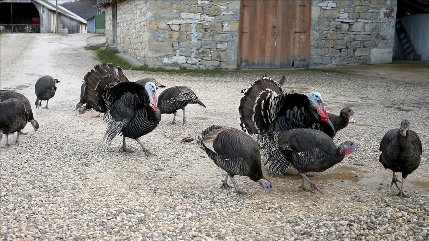 Thumbs B C 5D07547Ebe9E69A68778554854215C09-1