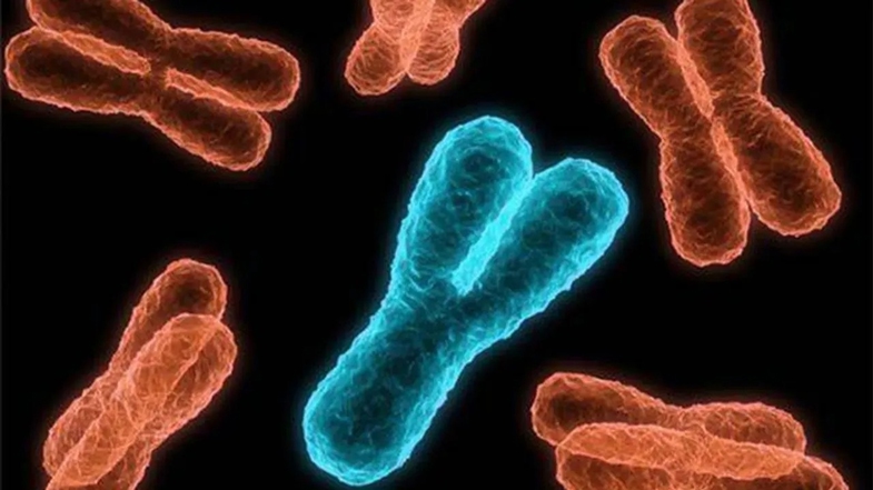 Y Kromozomu Onemi Islevi Ve Gelecegi Hakkinda Bilmeniz Gerekenler T Ytvs Ebb