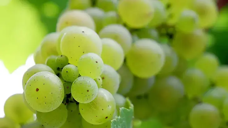 Yılbaşı 12 Üzüm