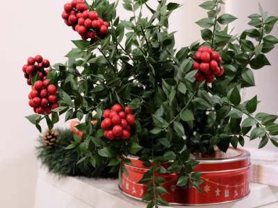 Yılbaşı Çiçeği Kokina