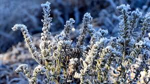 Zemheri Soğukları Ne Zaman