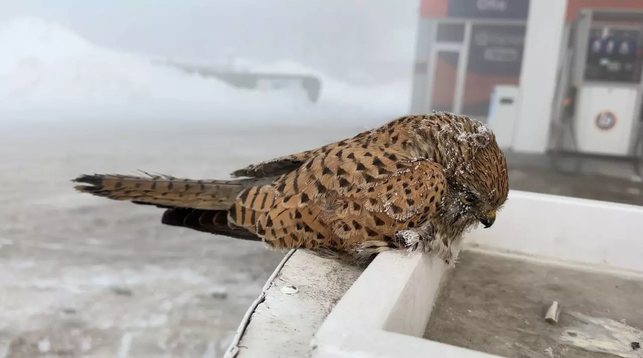 donarak ölen kuşlar