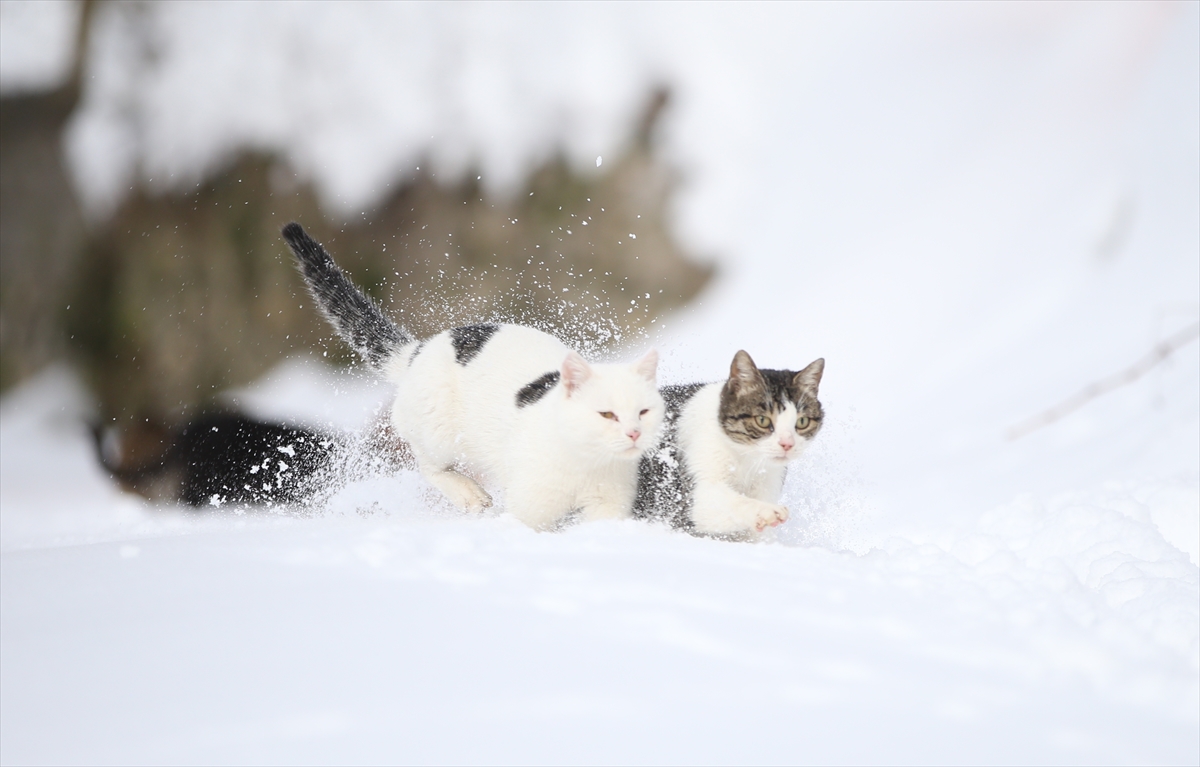 A A 20260123 40342431 40342414 K A S T A M O N U D A K A R N E D E N I Y L E Y I Y E C E K B U L A M A Y A N K E D I L E R I K O Y I M A M I B E S L I Y O R