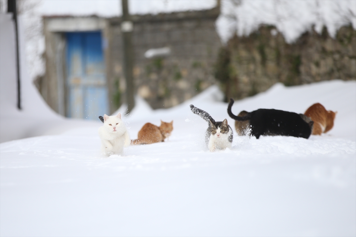 A A 20260123 40342431 40342416 K A S T A M O N U D A K A R N E D E N I Y L E Y I Y E C E K B U L A M A Y A N K E D I L E R I K O Y I M A M I B E S L I Y O R