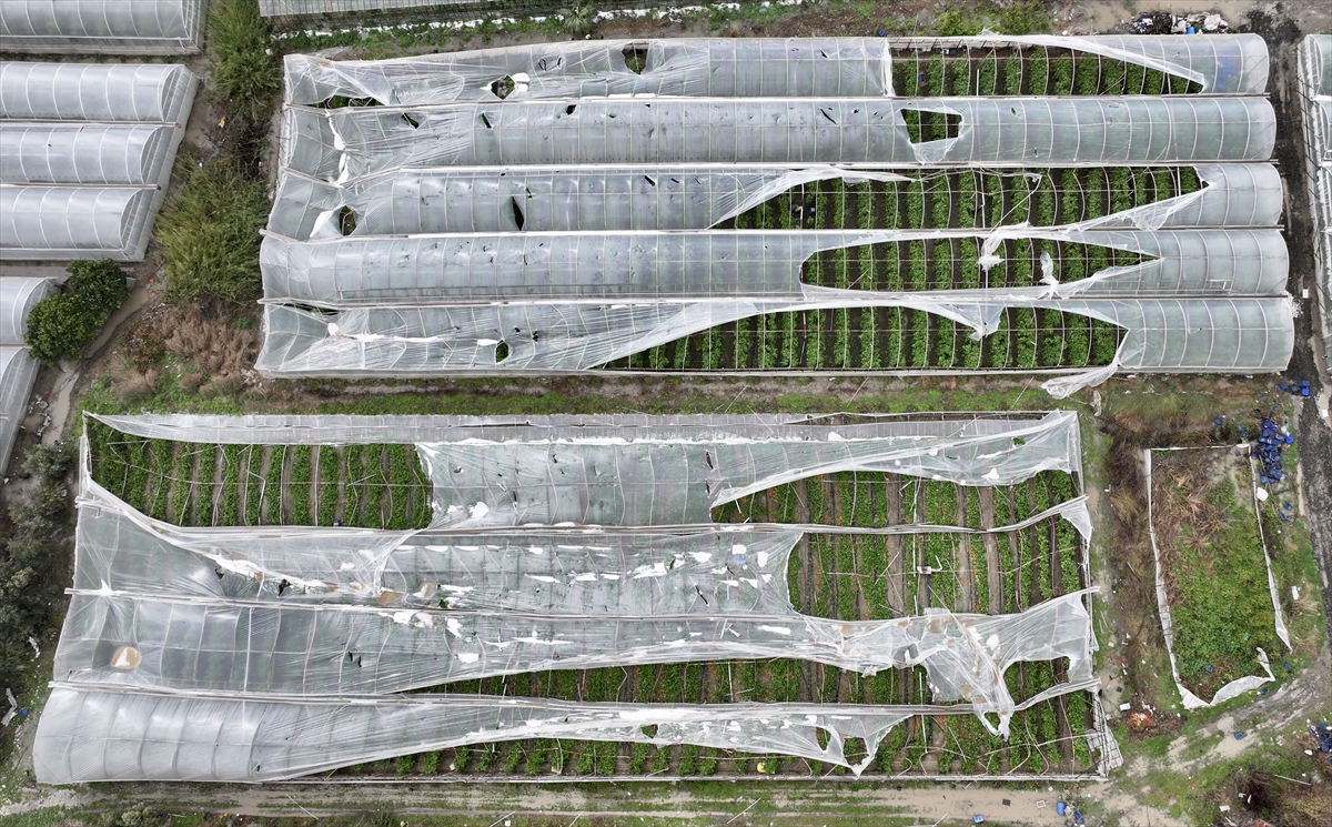 A A 20260127 40380342 40380337 M U G L A D A H O R T U M U N Z A R A R V E R D I G I S E R A L A R D A H A S A R T E S P I T C A L I S M A L A R I B A S L A D I