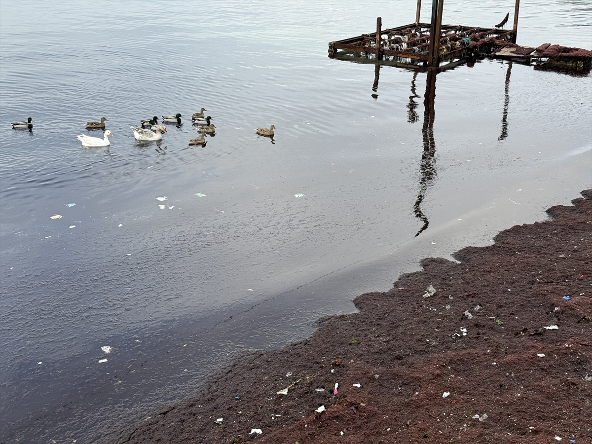 A A 20260128 40386622 40386621 T E K I R D A G D A L O D O S N E D E N I Y L E S A H I L I N B I R K I S M I K I R M I Z I Y O S U N L A K A P L A N D I