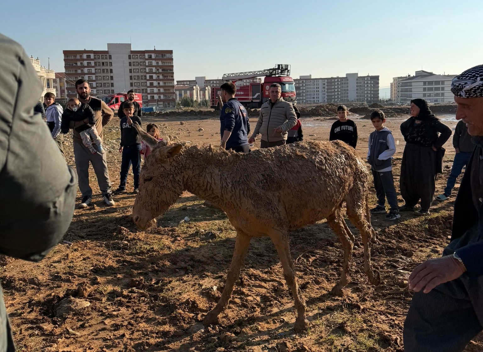 kurtarılan eşekler