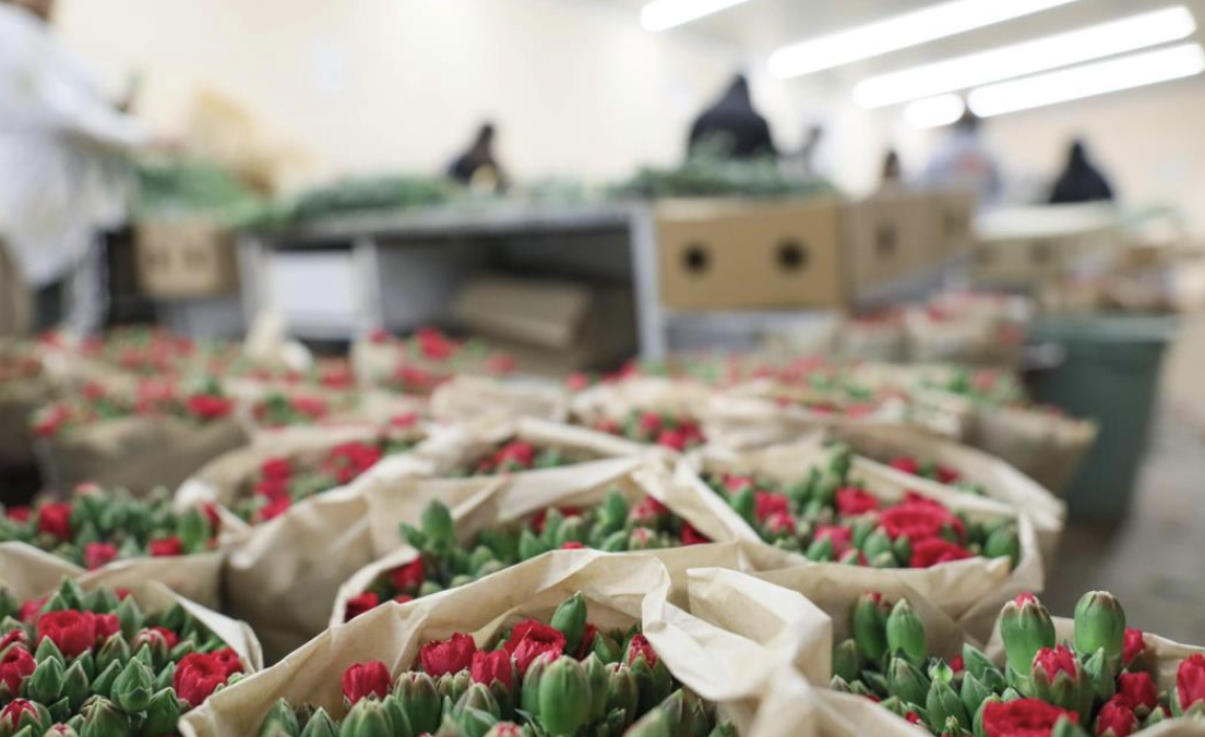 Ç İ Ç E K İ H R A C A T I677822