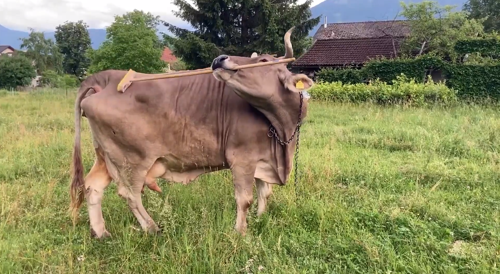 Firca Kullanan Inek Tarihe Gecti 1