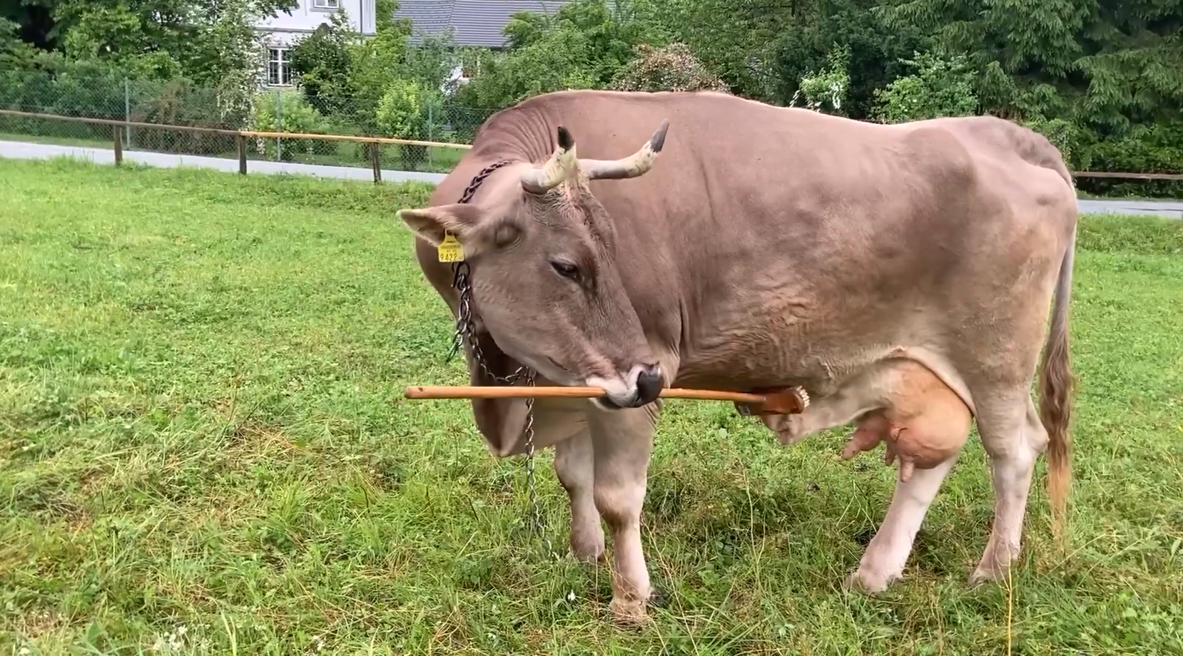 Firca Kullanan Inek Tarihe Gecti 2