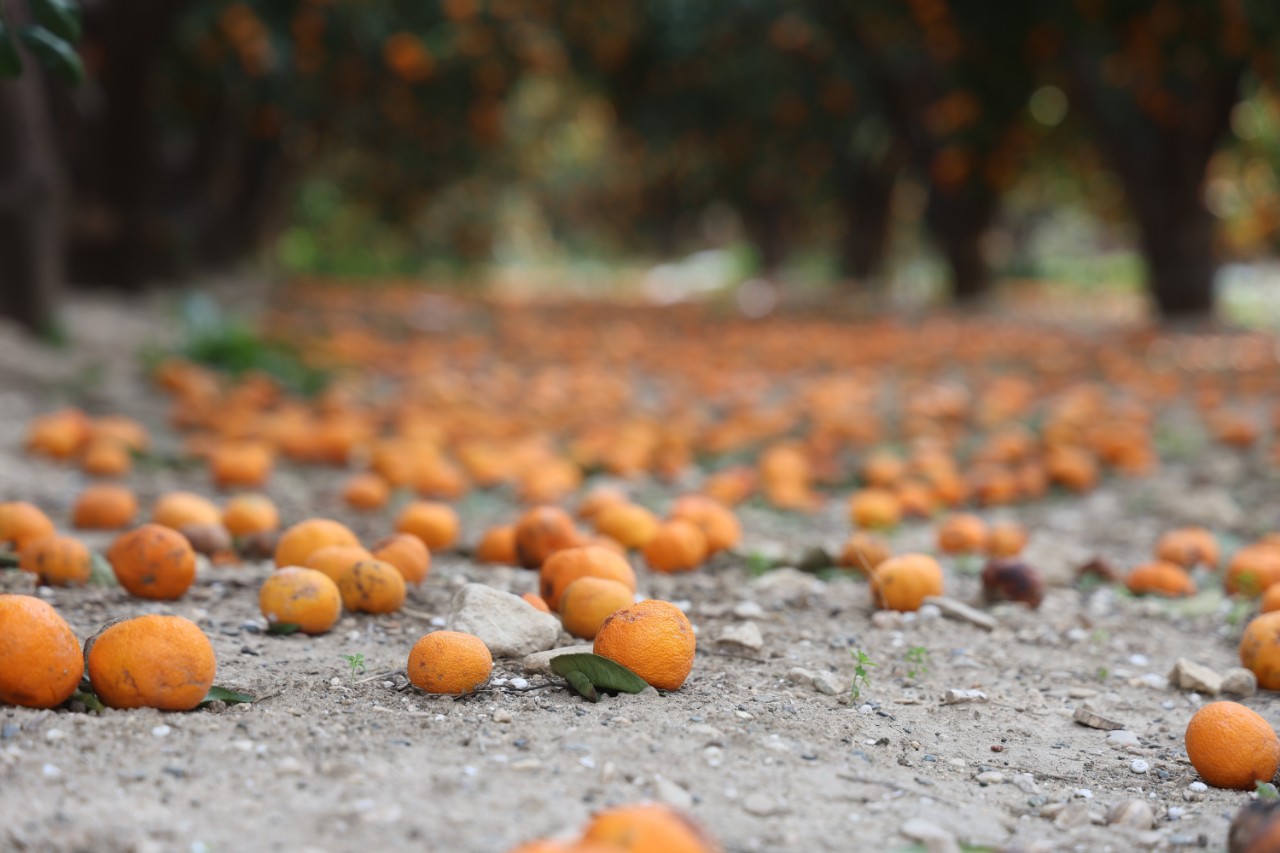 Hatayda Toprak Turuncuya Dondu Gorsel 2