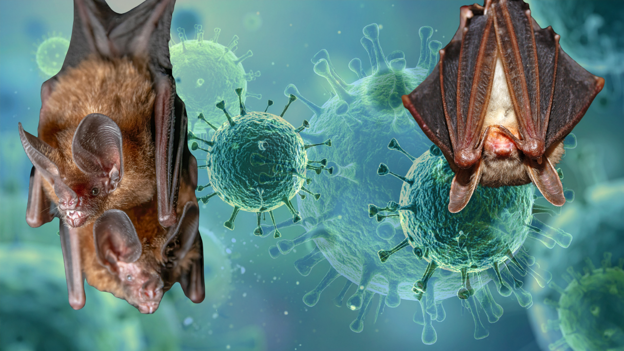 Hindistan Nipah Virüsü Nasıl Yapılır