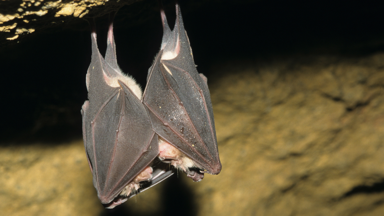 Hindistan Nipah Virüsü Tedavisi Var Mı Türkiyede