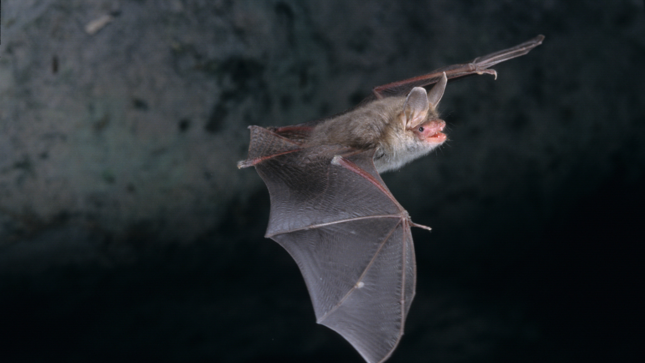 Hindistan Nipah Virüsü Tedavisi Var Mı