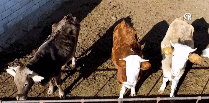 Iğdıraralık678888888 (5)