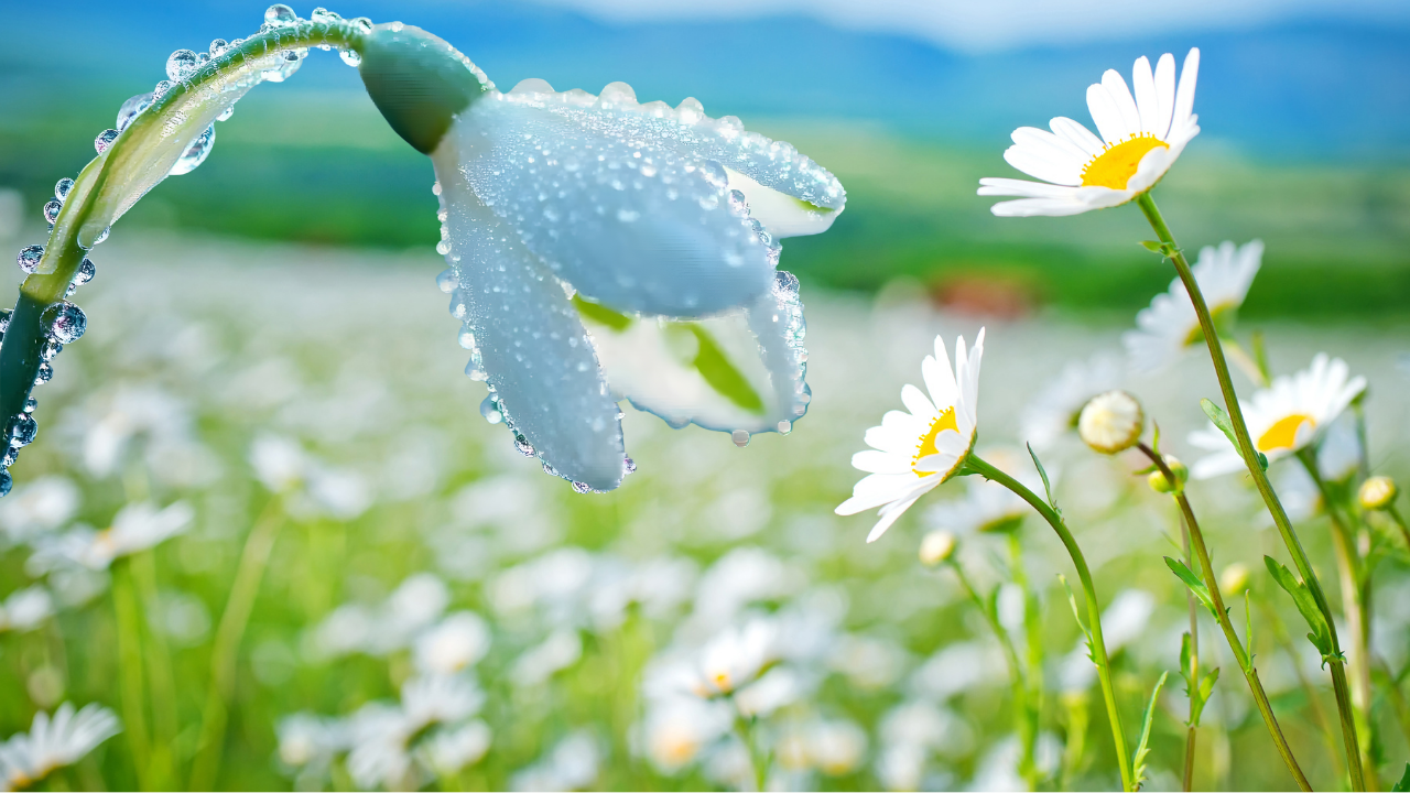 Ilk Cemre Düşmesi Sırası