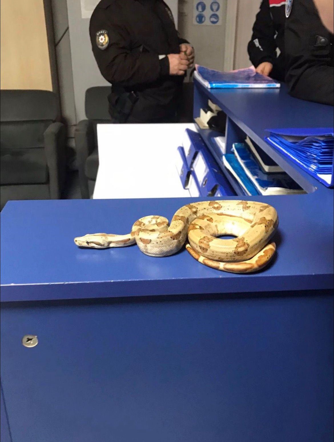 Izmirde Yilanla Kafeye Girdi