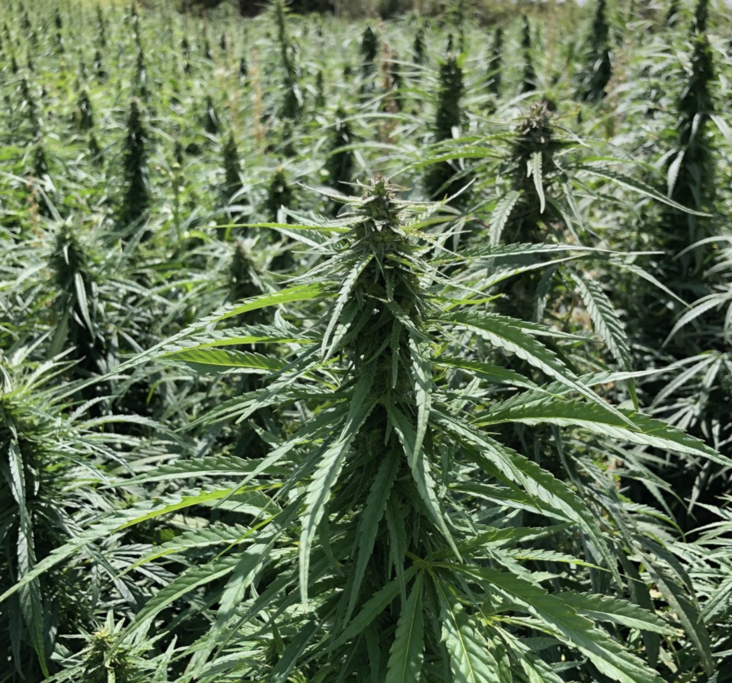 K E N E V İ R Y E T İ Ş T İ R M E K522