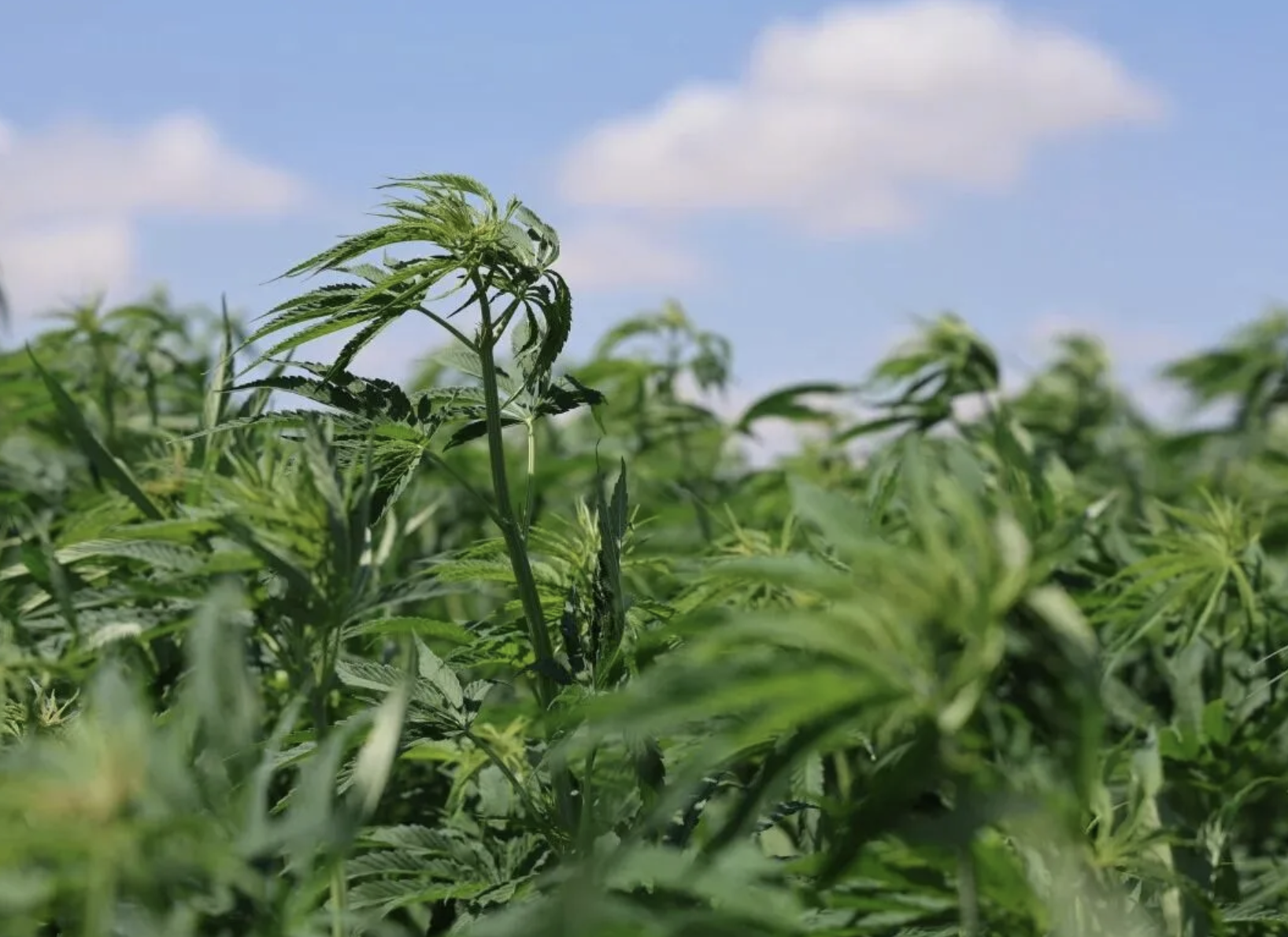 K E N E V İ R Y E T İ Ş T İ R M E K523