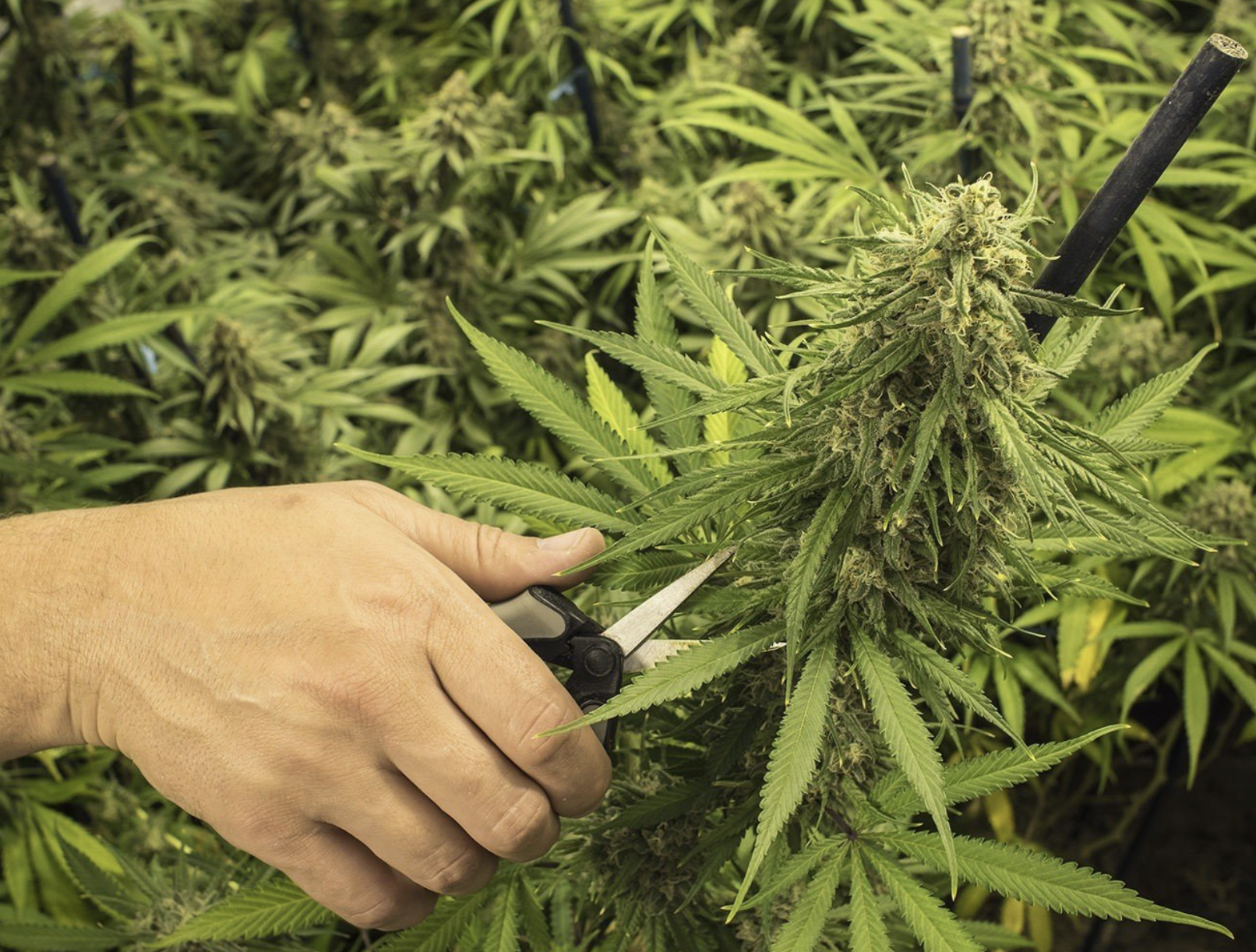 K E N E V İ R Y E T İ Ş T İ R M E K526