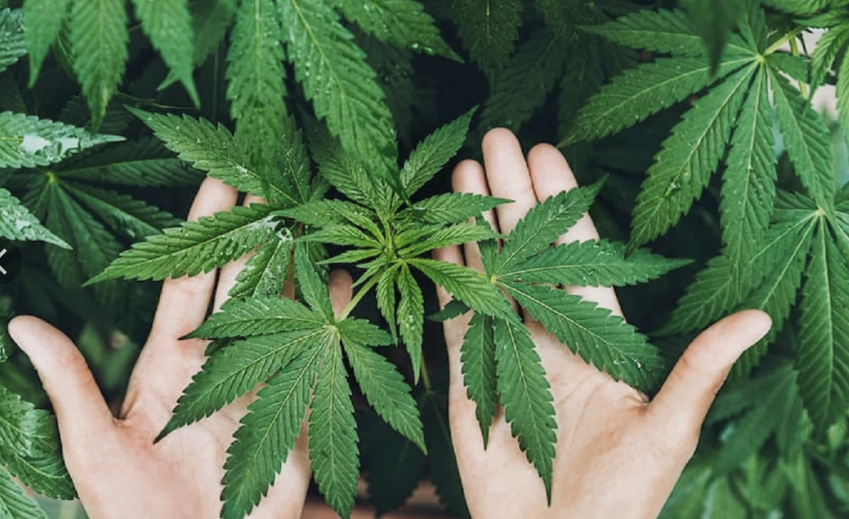 K E N E V İ R Y E T İ Ş T İ R M E K527