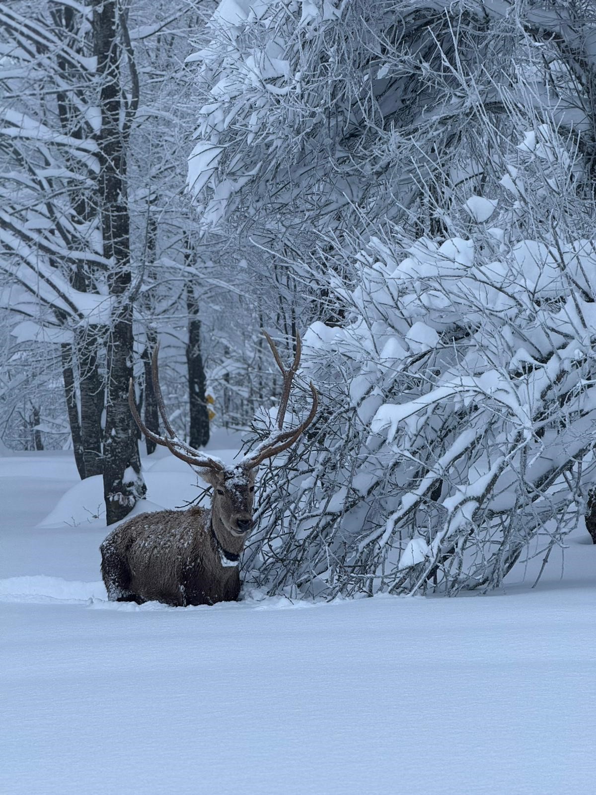 Kartepekızılgeyik2233 (2)