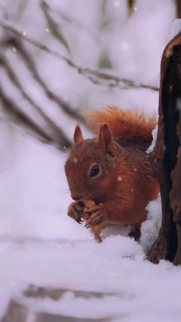 Kartepekızılgeyik2233 (4)