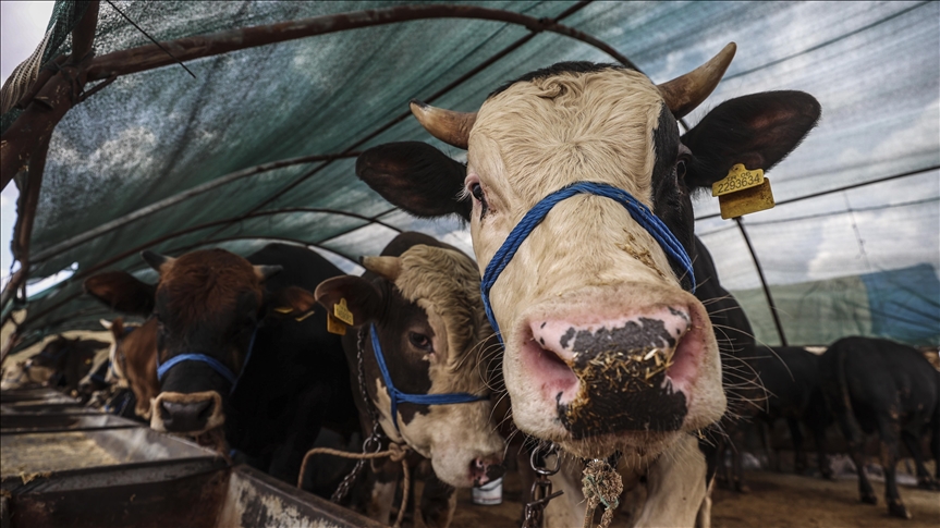 Kurban Bayramı Bu Yıl