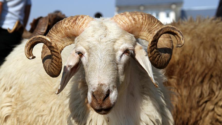 Kurban Bayramı Tatili