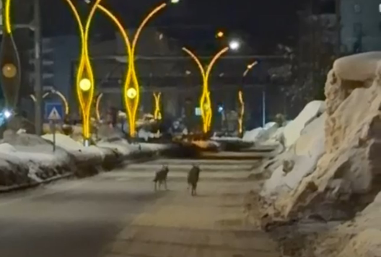 Kurtkışıgeçiremiyor34422