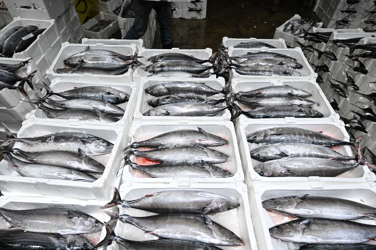 Marmarada 40 Yilin Mucizesi Denizden Torik Fiskirdi Fiyatlar Yariya Indi 5