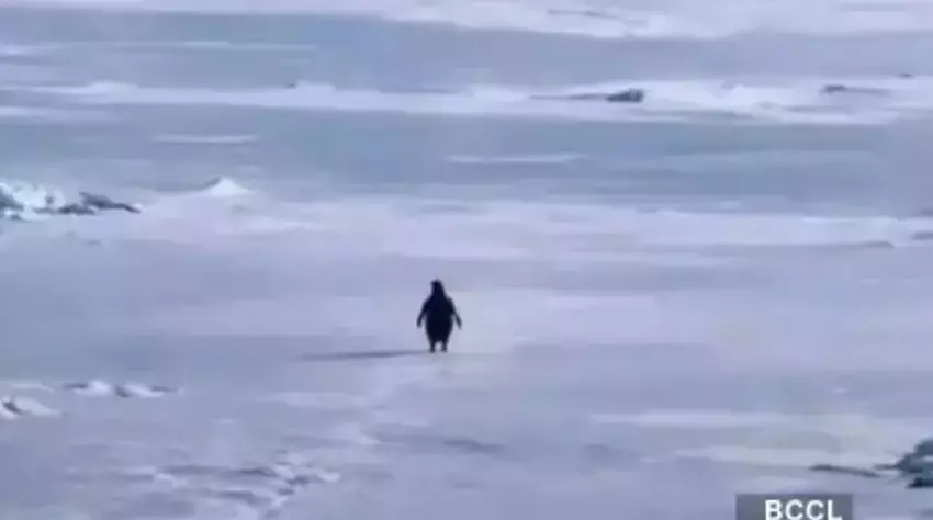 Nihilist Penguen 2007