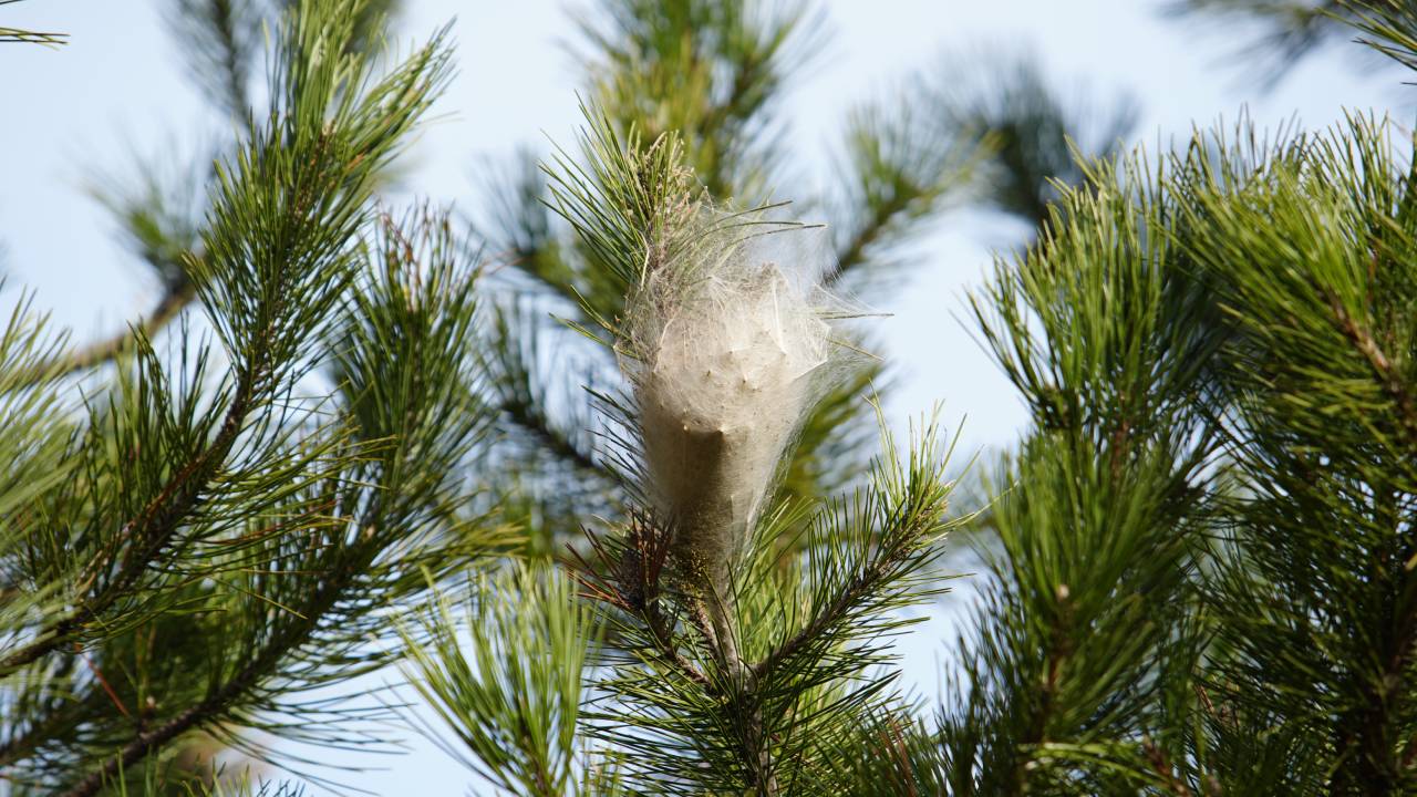 Samsunda Alarm Dokunan Hastanelik Oluyor 7